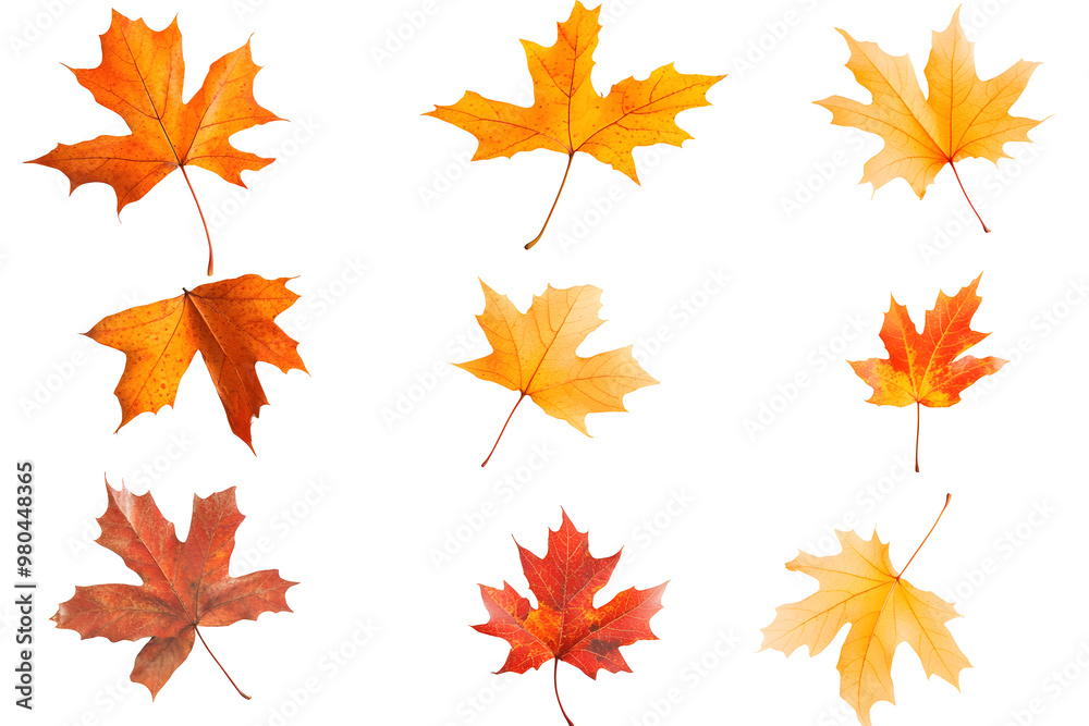 Autumn maple leaves falling isolated on white background
Autumn maple leaves falling isolated on white background