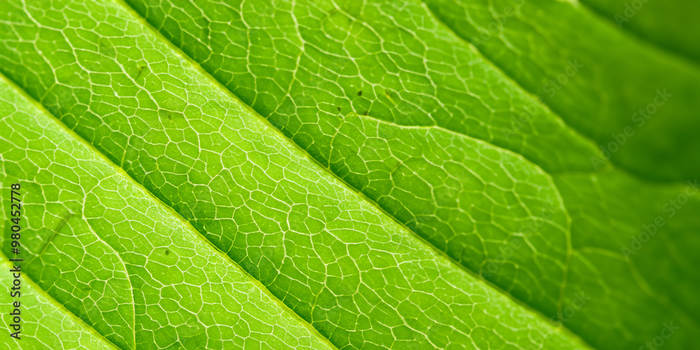 green leaf texture green leaf texture