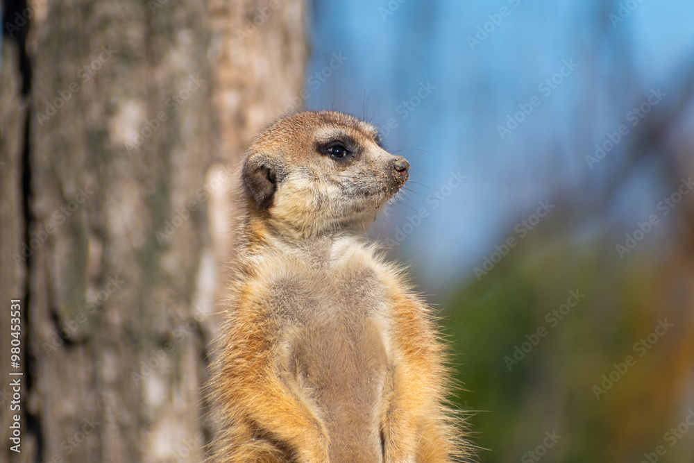 Fototapeta premium meerkat on guard