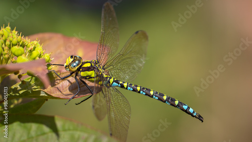 Southern blue hawker - Aeshna cyaena