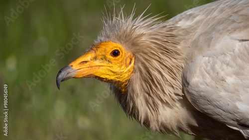 Egyptian vulture - Neophron percnopterus