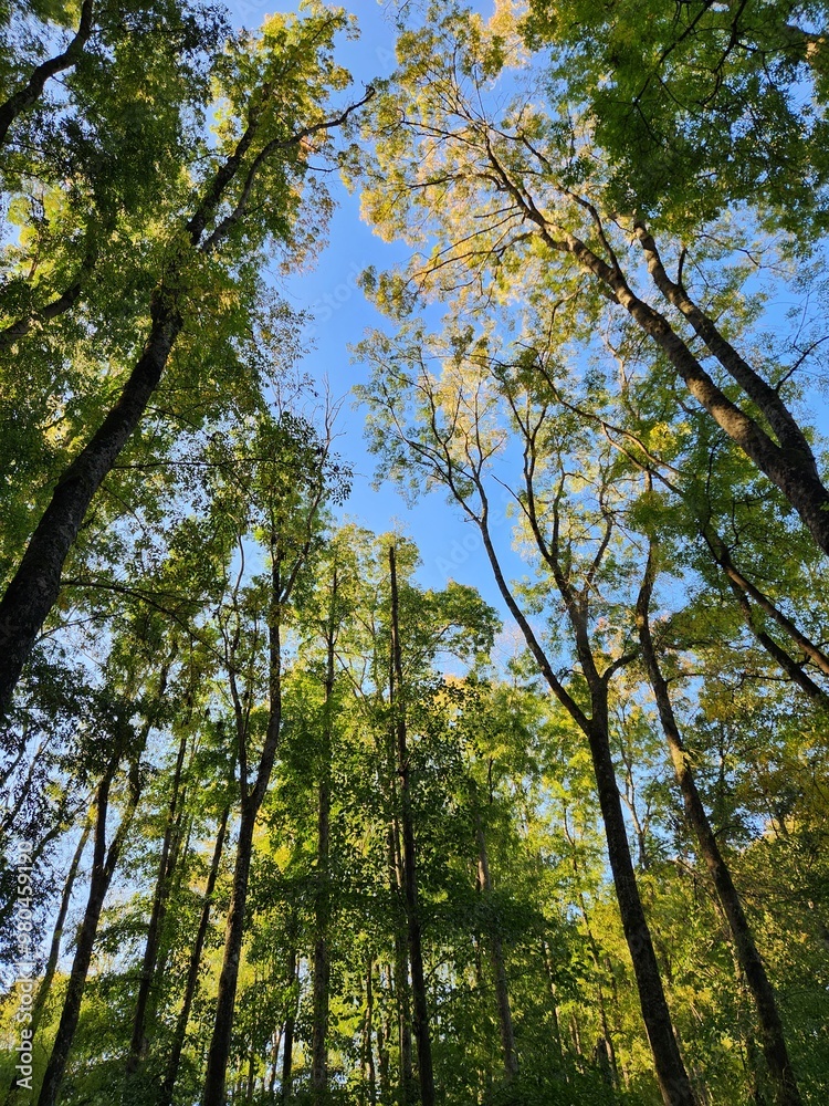 Fototapeta premium Forest and sky & crown shyness