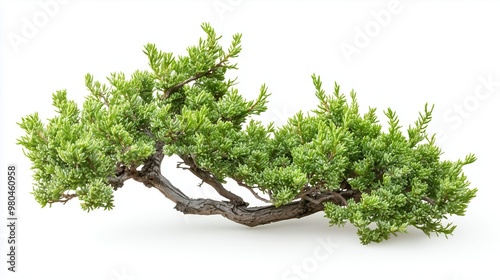 Obraz na płótnie Juniper branch, on white background