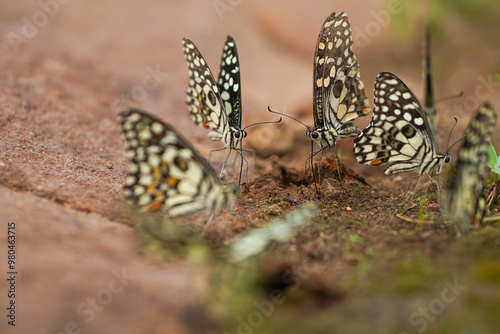 Group of Butterflies on Ground, Nature Close-Up Photo, Butterflies Gathering Soil, Wildlife Photography, Wild Butterflies on Soil, Macro Insect Photography, CloseUp View Insect Behavior Stock Photo. photo