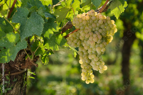 Wallpaper Mural Close-up of juicy white grapes, perfect for showcasing fresh produce, natural health, and wine production. Torontodigital.ca