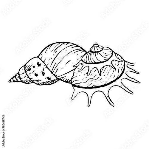 Spiral seashells black and white vector illustration. Sun carrier seashell mollusk snail for monochrome summer designs. Tropical Oceanic line conch sketch