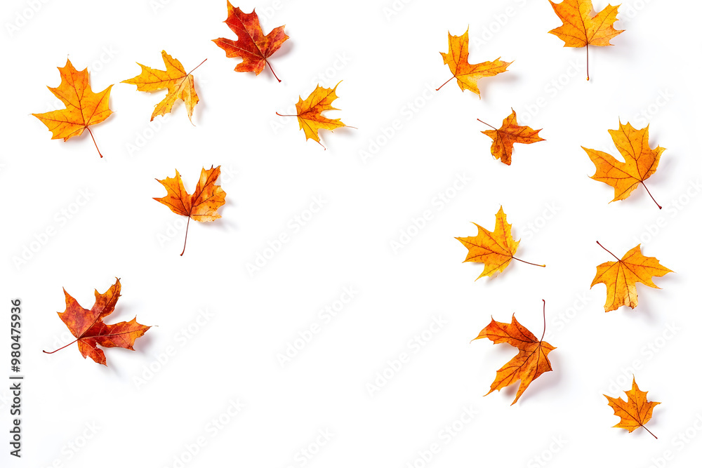 Autumn maple leaves falling isolated on white background Autumn maple leaves falling isolated on white background