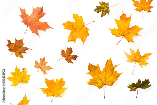 Autumn maple leaves falling isolated on white background