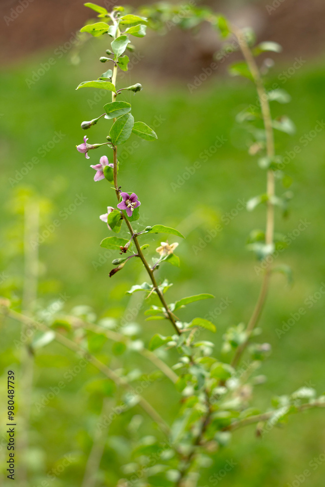 Kwiaty, ogród, natura Kwiaty, ogród, natura