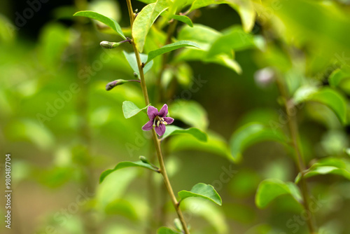 Kwiaty, ogród, natura photo