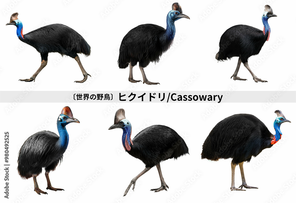 Obraz premium ヒクイドリ/Cassowary 珍しい鳥、人気の鳥、大型の野鳥。白背景セット Generative AI