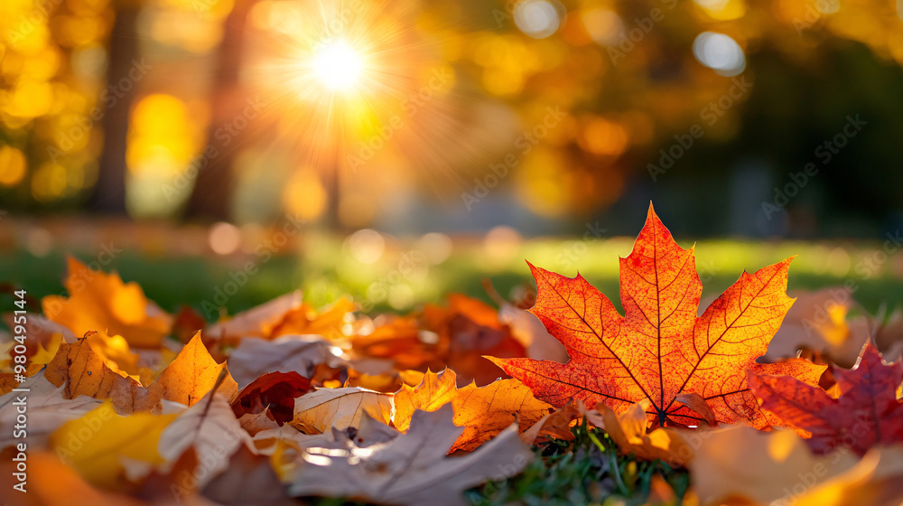 Autumn Landscape background - Trees And Orange Foliage In Park At Sunset
Autumn Landscape background - Trees And Orange Foliage In Park At Sunset
