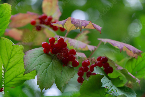 Pflanzen in der Region Teutoburger Wald photo