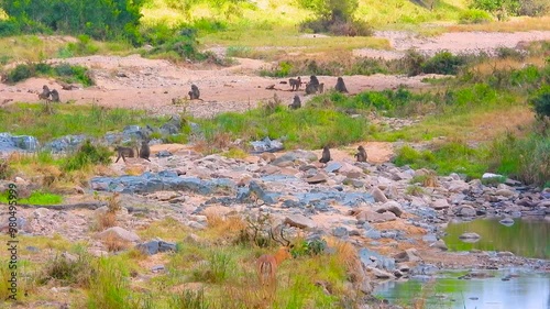 Primates And Antelopes Seen On Safari At Kruger National Park In Northeastern South Africa. Wide Shot