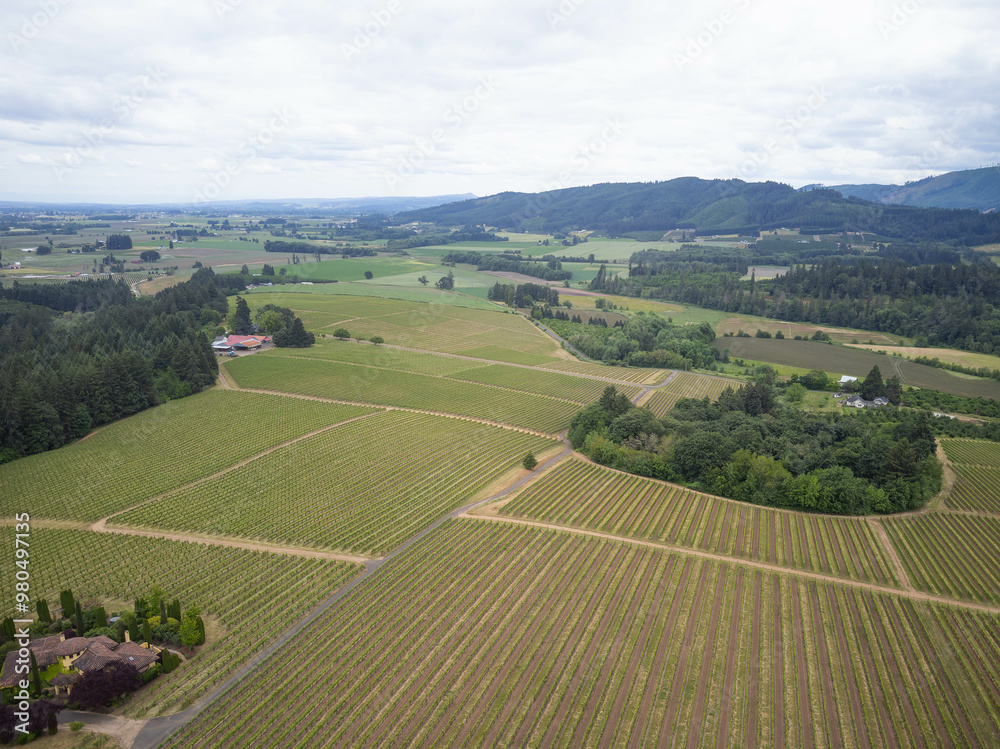 A large field of grapes is shown from above A large field of grapes is shown from above