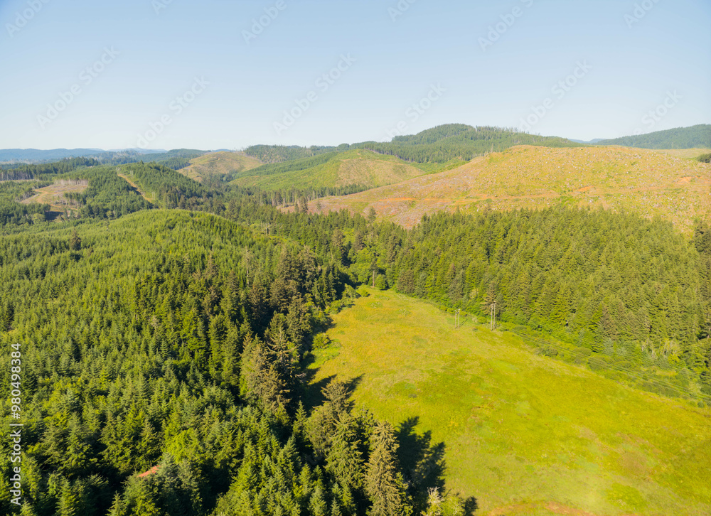 Obraz premium A lush green forest with a clear blue sky in the background