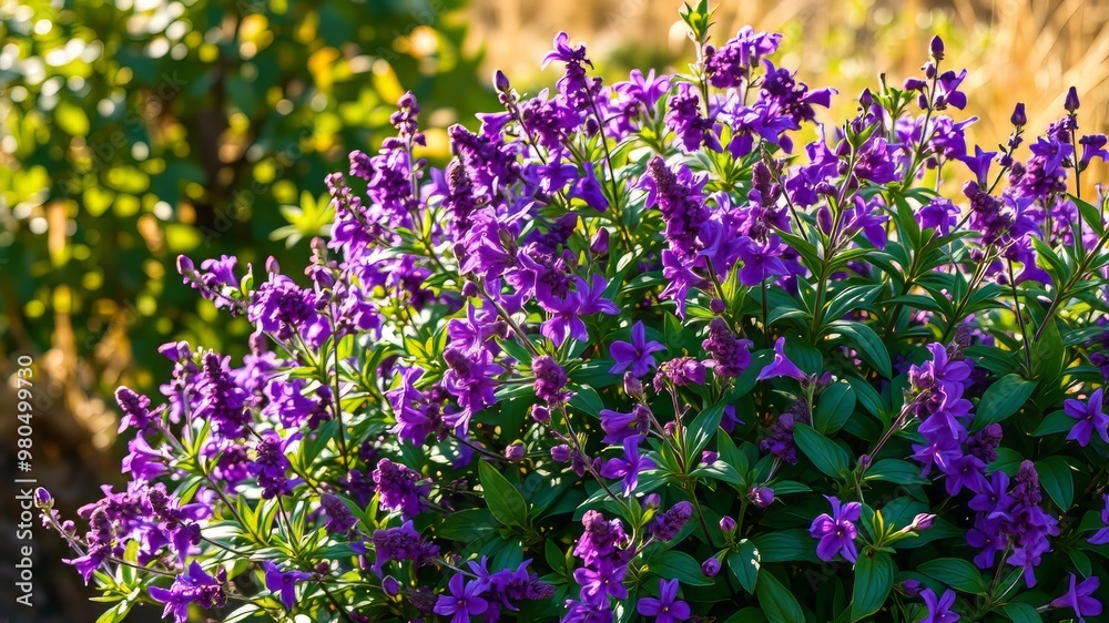 Obraz premium A lush green bush with vibrant purple flowers blooming amidst delicate stems, set against a warm natural background