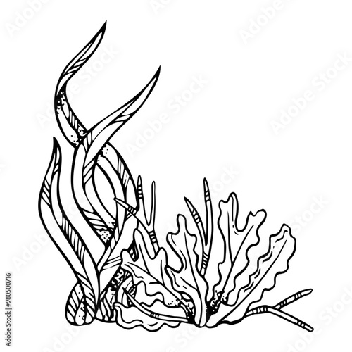 Line seaweed laminaria and algae black and white vector illustration. Monochrome underwater grass from ocean reef ink drawing. Seabed sketch for marine coloring design
