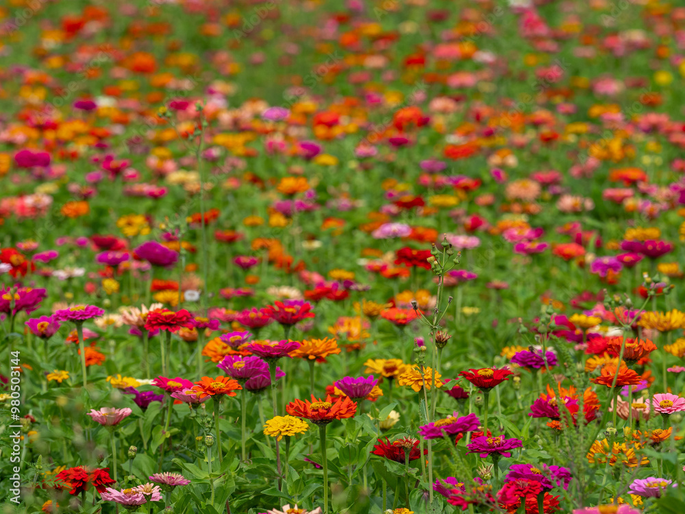 Beautiful spring garden. The green lawn emphasizes the blooming flowers in the garden. A diverse spectrum of colorful flowers, panoramic views of natural beauty Beautiful spring garden. The green lawn emphasizes the blooming flowers in the garden. A diverse spectrum of colorful flowers, panoramic views of natural beauty