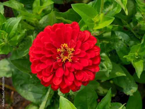 Beautiful spring garden. The green lawn emphasizes the blooming flowers in the garden. A diverse spectrum of colorful flowers, panoramic views of natural beauty