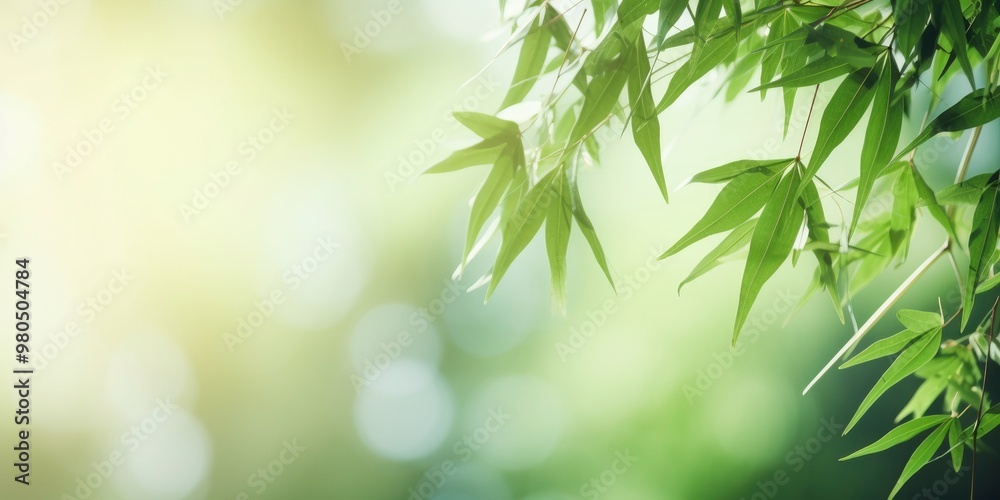 Beautiful green bamboo with blur bokeh nature background Beautiful green bamboo with blur bokeh nature background