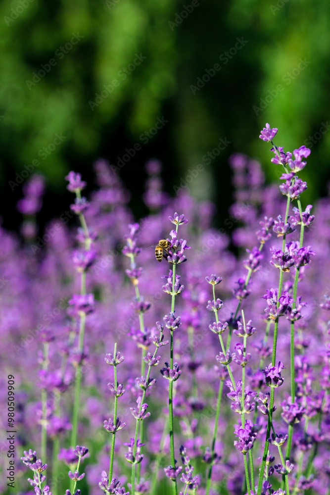 Fototapeta premium Honey bee collecting pollen at lavender. Bee flying over the lavender flower in blur background