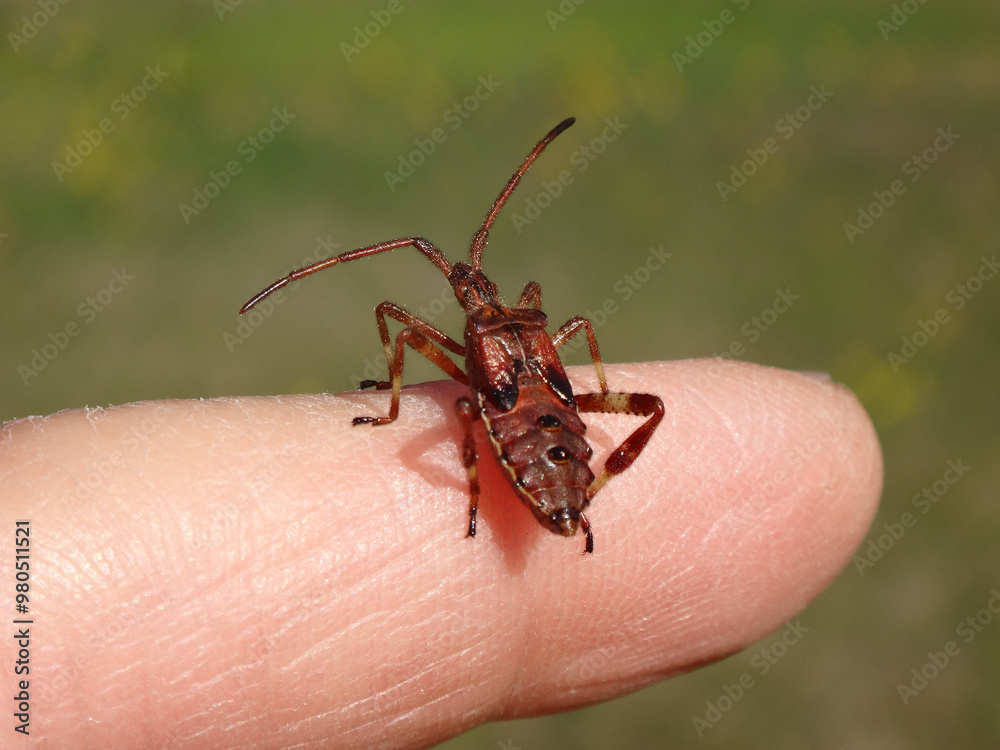 Naklejka premium The western conifer seed bug (Leptoglossus occidentalis), fifth instar nymph sitting on a human finger