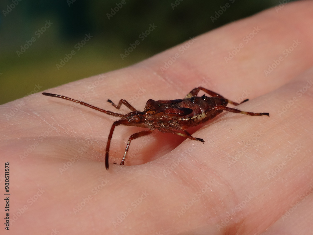 Obraz premium The western conifer seed bug (Leptoglossus occidentalis), fifth instar nymph sitting on a human hand
