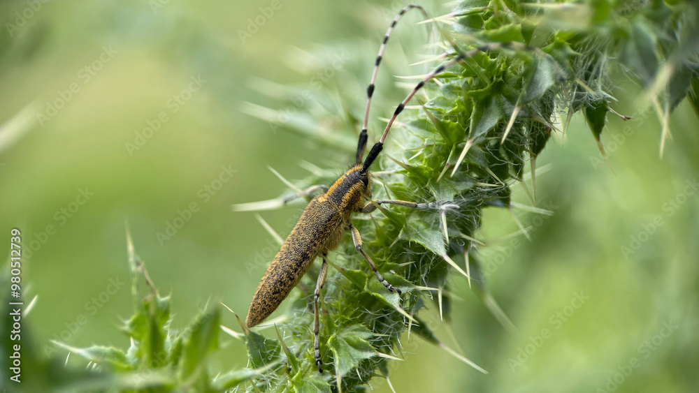 Bug on Green Bug on Green
