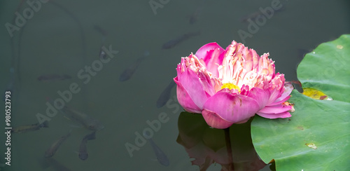 Lotus pond. Water lily close up. Sacred lotus flower in Buddhism. Calmness and tranquility. Spa treatments, yoga, meditation. Tropical nature.