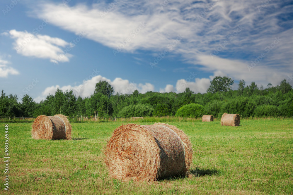 Filed with green grass and round bay of hey ready for wrapping and transportation to a storage for cold winter season. Calm and relaxing rural scene. Agriculture and farming industry. Filed with green grass and round bay of hey ready for wrapping and transportation to a storage for cold winter season. Calm and relaxing rural scene. Agriculture and farming industry.