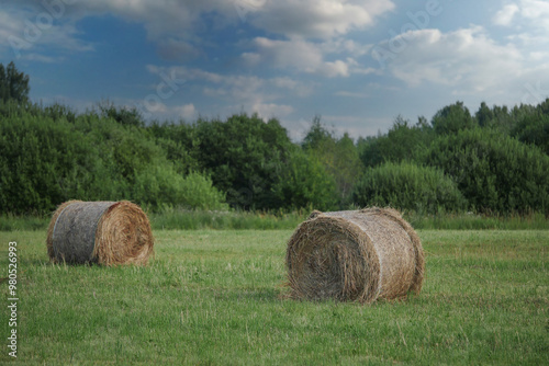 Filed with green grass and round bay of hey ready for wrapping and transportation to a storage for cold winter season. Calm and relaxing rural scene. Agriculture and farming industry.