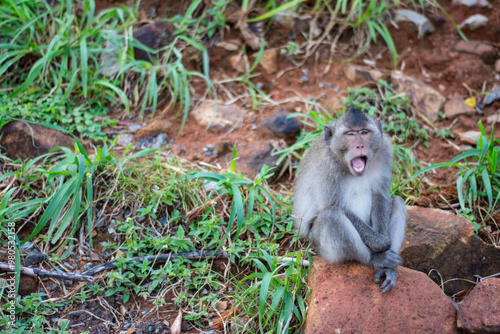 Monkey-ing Around on Con Dao