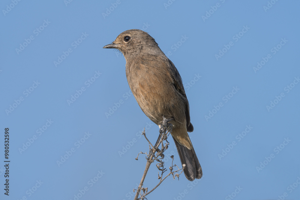 Pied Bush Chat female perching close-up shot. The pied bush chat (Saxicola caprata ) is a small passerine bird found ranging from West Asia and Central Asia Pied Bush Chat female perching close-up shot. The pied bush chat (Saxicola caprata ) is a small passerine bird found ranging from West Asia and Central Asia