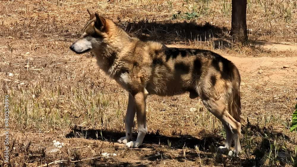 Portrait Of Mexican Wolf Running Away In Wilderness. slow motion Portrait Of Mexican Wolf Running Away In Wilderness. slow motion