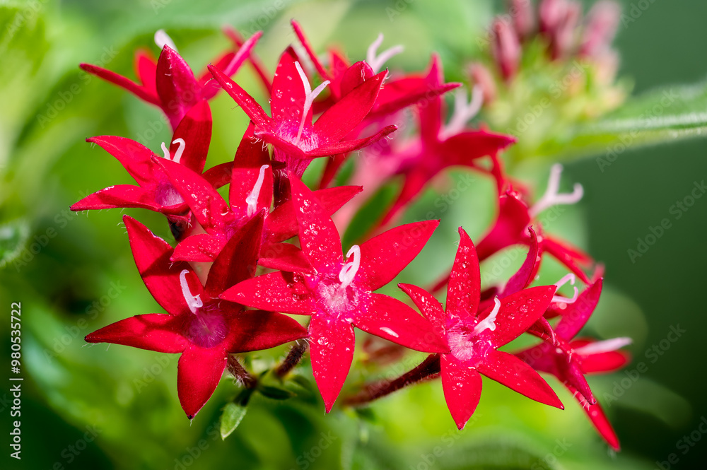 Blooming red pentas on a green background Blooming red pentas on a green background