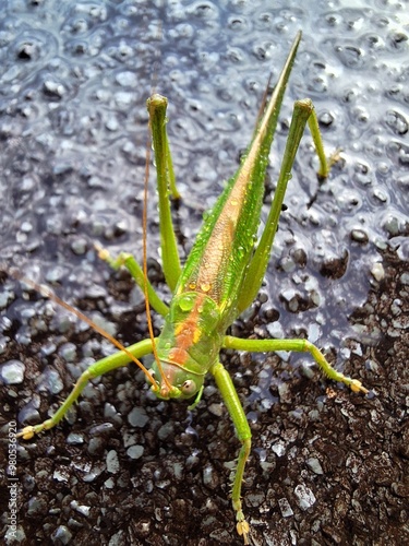 Tettigonia viridissima, Grünes Heupferd, Heuschrecke im Regen photo