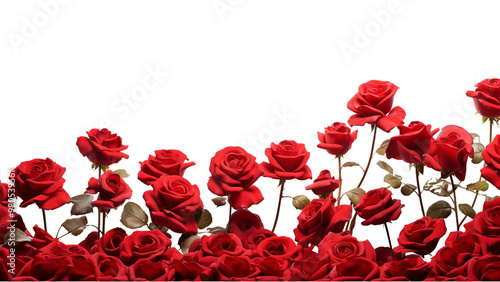 Red roses field closeup border for cards, invitation etc. Isolated on a transparent background