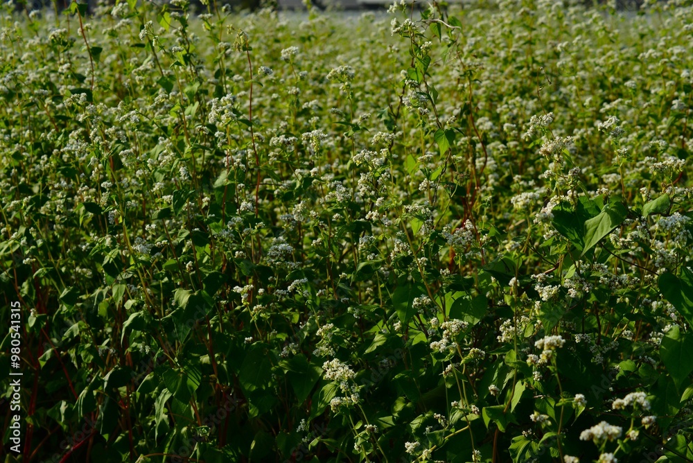 蕎麦の花(そばのはな)そば畑 蕎麦の花(そばのはな)そば畑