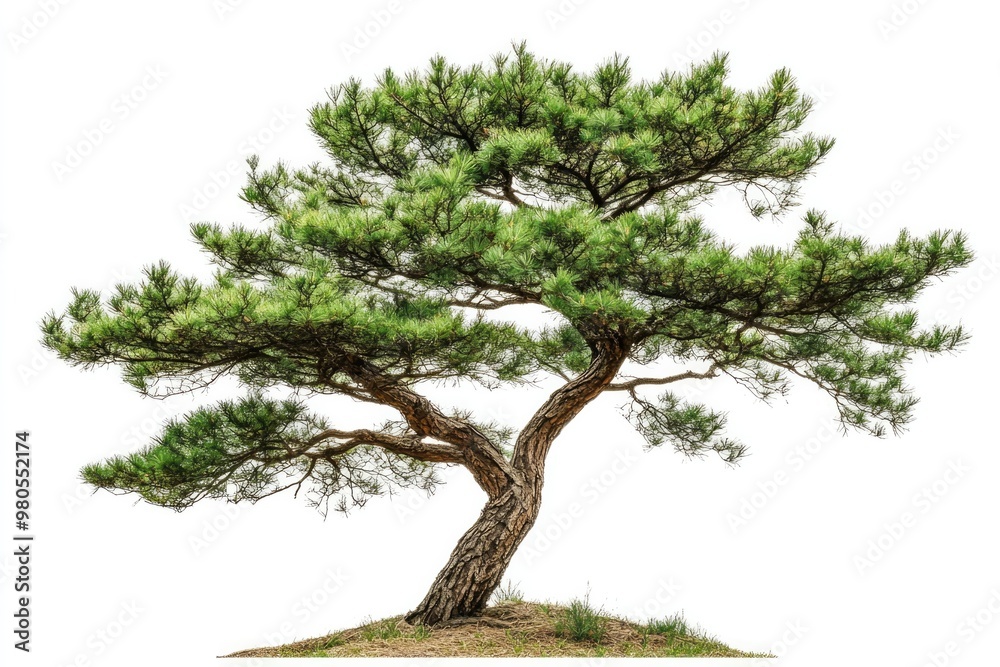Fototapeta premium One pine tree isolated on white background.