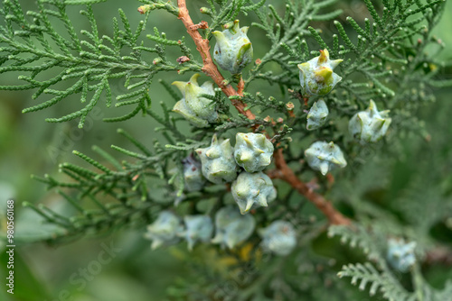 Juniper with fruits in close-up. Evergreen cypress with cones outdoors