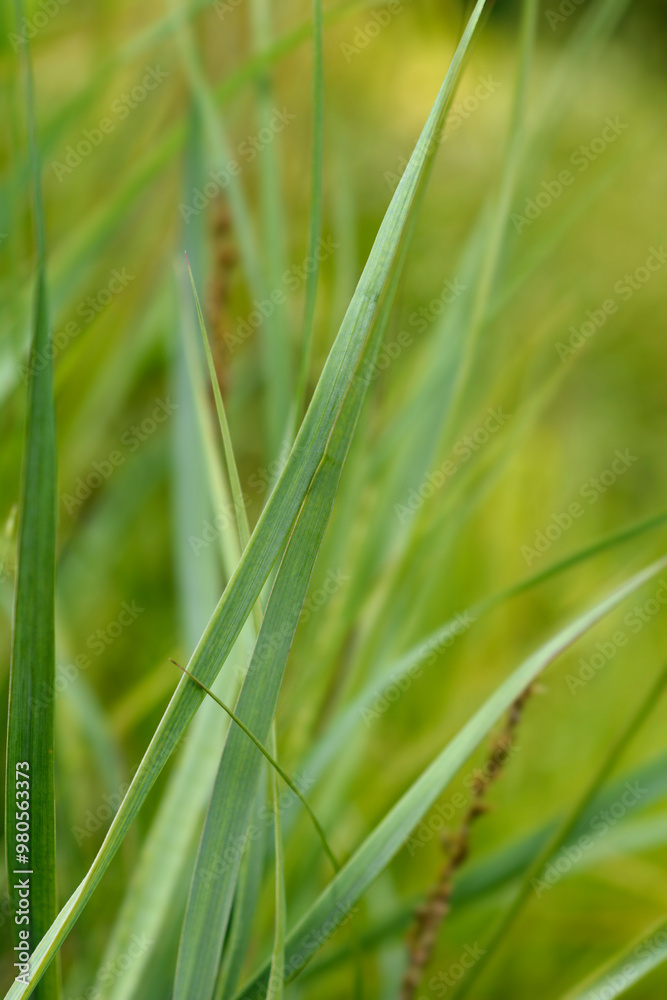 Switch Grass Prairie Sky leaves Switch Grass Prairie Sky leaves