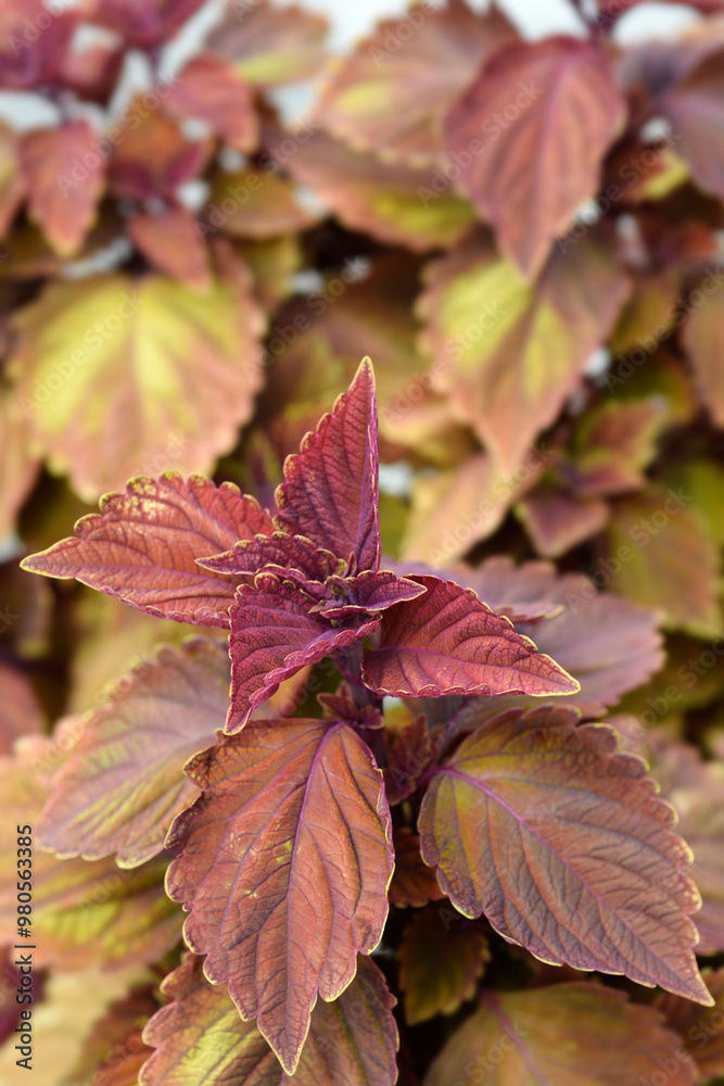 Painted nettle leaves