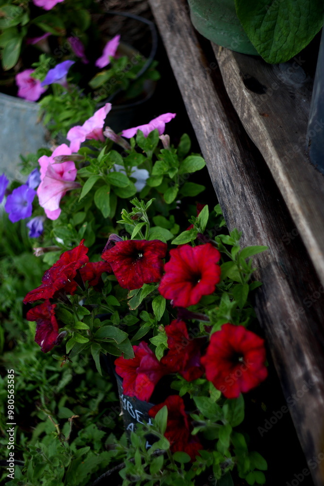 flowers in the garden flowers in the garden
