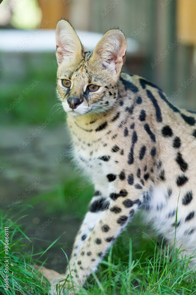 Fototapeta premium Porträt einer Serval Katze