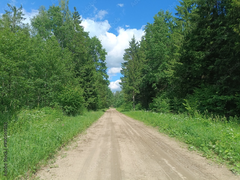 Road in forest in Siauliai county during sunny summer day. Oak and birch tree woodland. Sunny day with white clouds in blue sky. Bushes are growing in woods. Sandy road. Nature. Summer season. Miskas. Road in forest in Siauliai county during sunny summer day. Oak and birch tree woodland. Sunny day with white clouds in blue sky. Bushes are growing in woods. Sandy road. Nature. Summer season. Miskas.