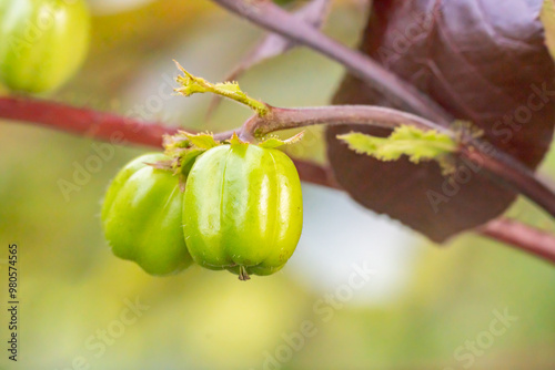 Jatropha gossypiifolia or bellyache bush fruits are small green and poisonous and are a medicinal plant. Black physicnut fruits are found on cotton-leaf physicnut trees. photo