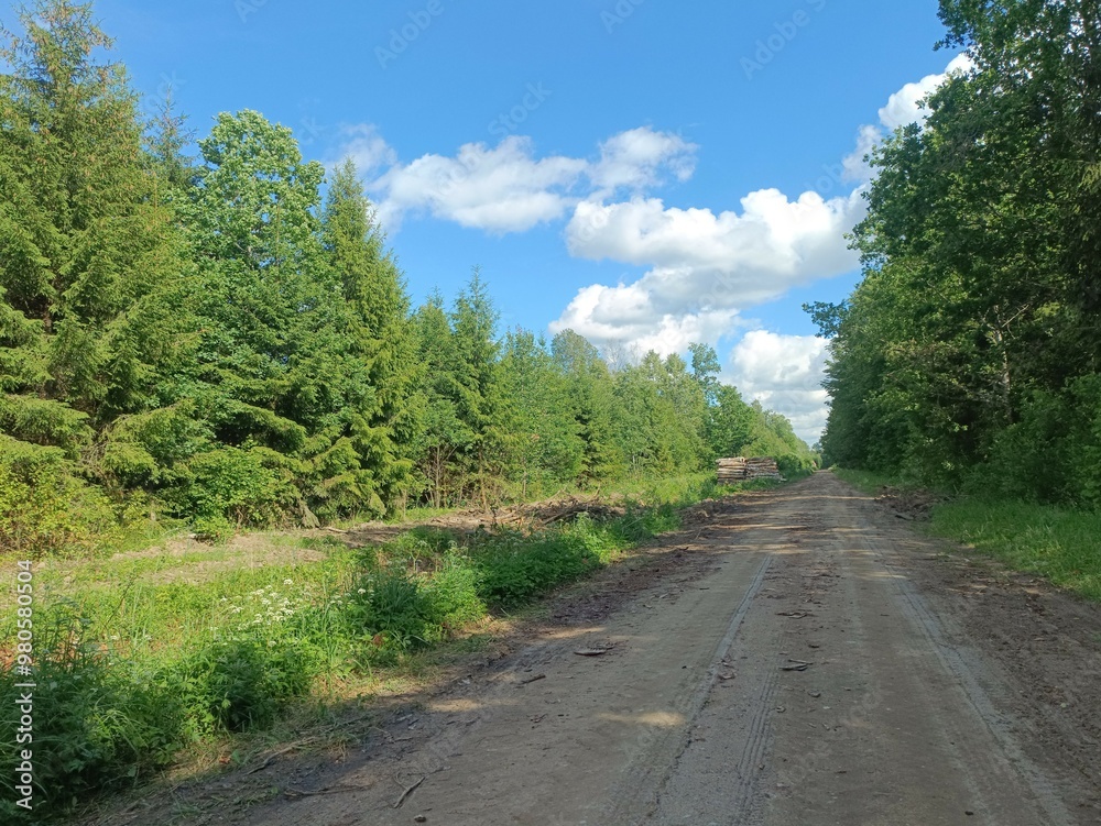 Road in forest in Siauliai county during sunny summer day. Oak and birch tree woodland. Sunny day with white clouds in blue sky. Bushes are growing in woods. Sandy road. Nature. Summer season. Miskas. Road in forest in Siauliai county during sunny summer day. Oak and birch tree woodland. Sunny day with white clouds in blue sky. Bushes are growing in woods. Sandy road. Nature. Summer season. Miskas.