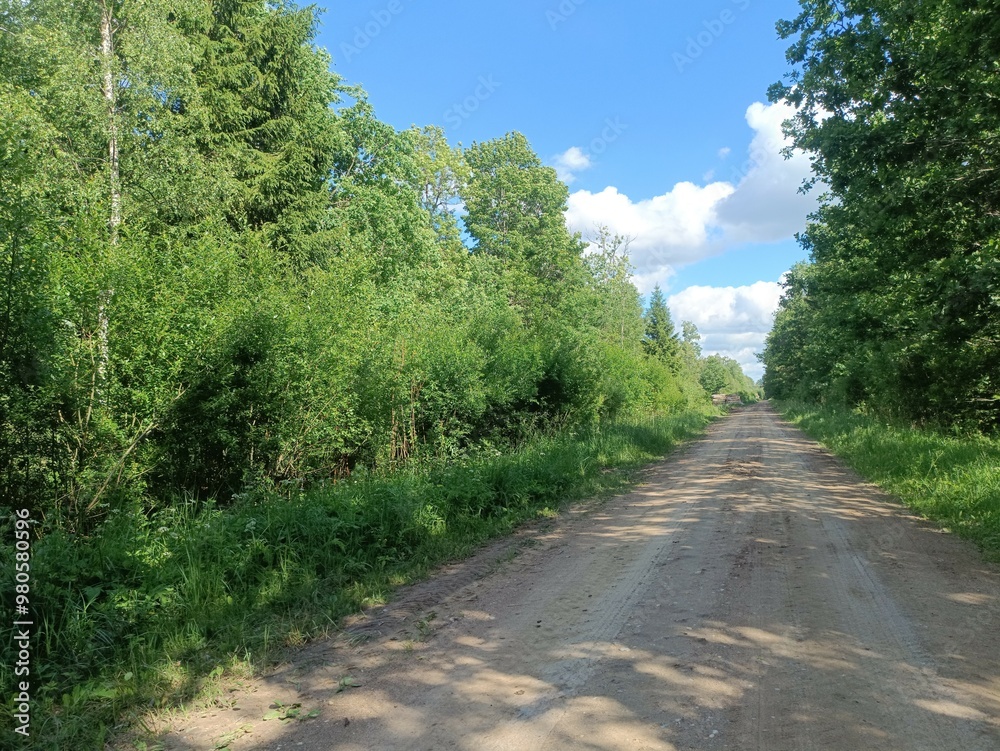 Road in forest in Siauliai county during sunny summer day. Oak and birch tree woodland. Sunny day with white clouds in blue sky. Bushes are growing in woods. Sandy road. Nature. Summer season. Miskas. Road in forest in Siauliai county during sunny summer day. Oak and birch tree woodland. Sunny day with white clouds in blue sky. Bushes are growing in woods. Sandy road. Nature. Summer season. Miskas.