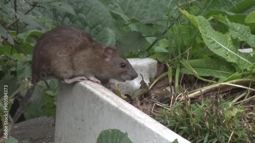 An adult Brown Rat feeding on seed fallen from a garden bird feeder. UK photo